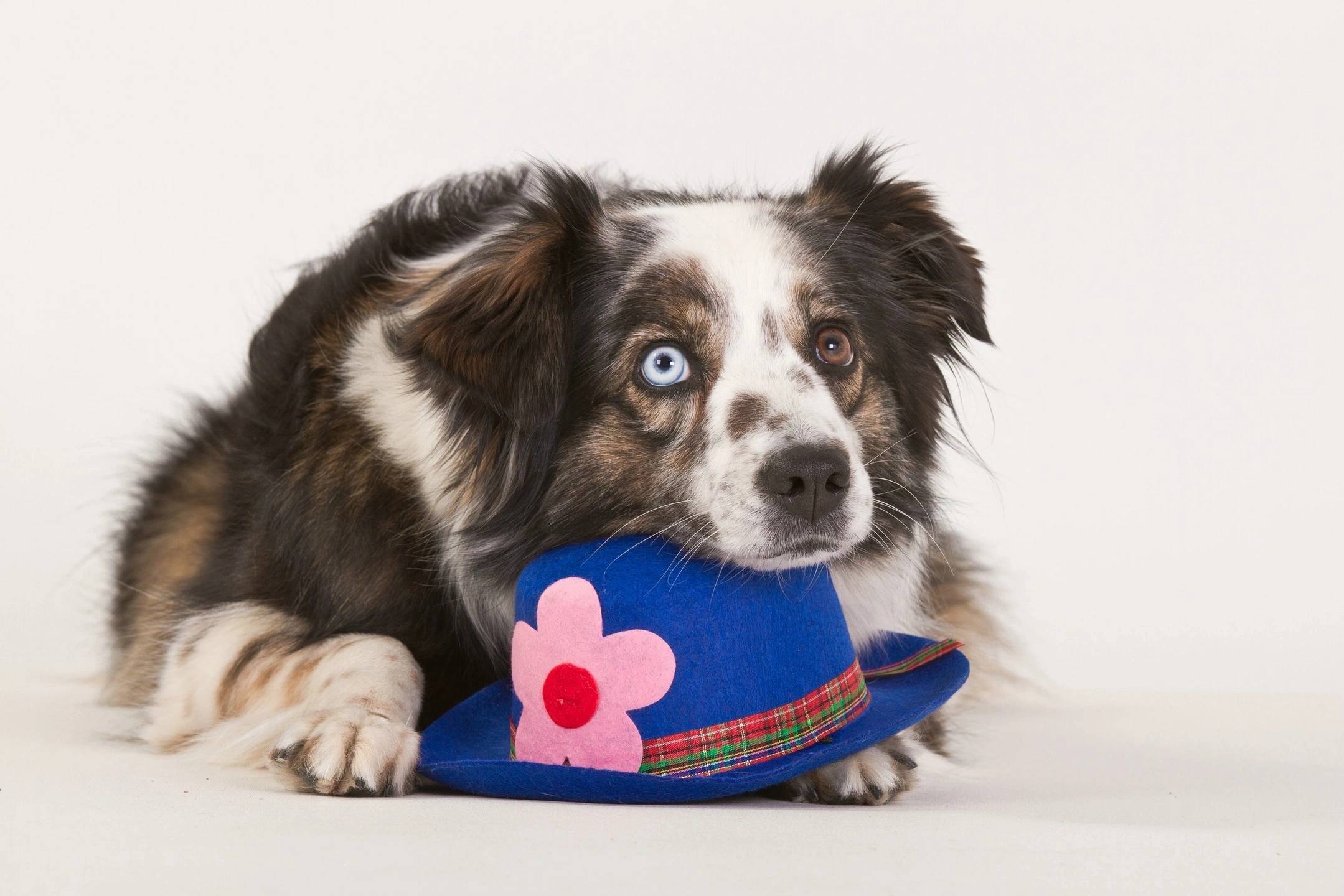 Pet Slippers - $15.99